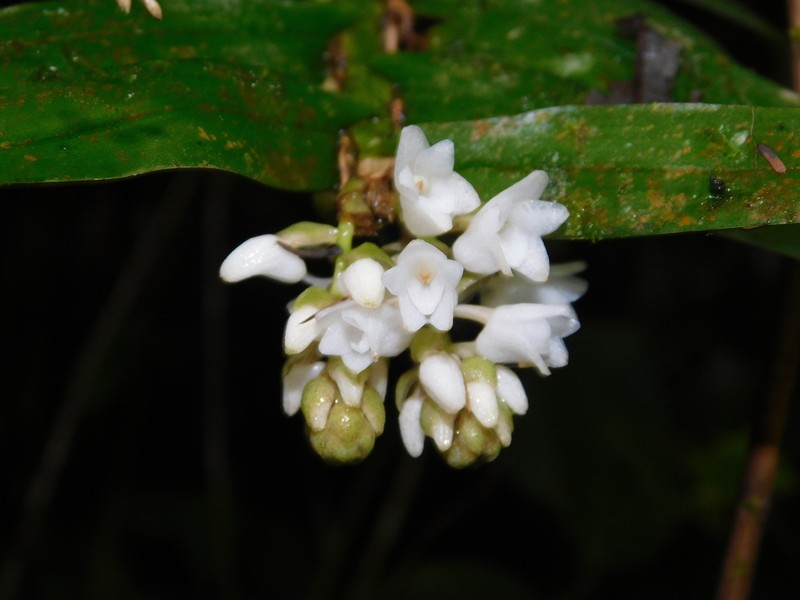 Appendicula alba photo 6