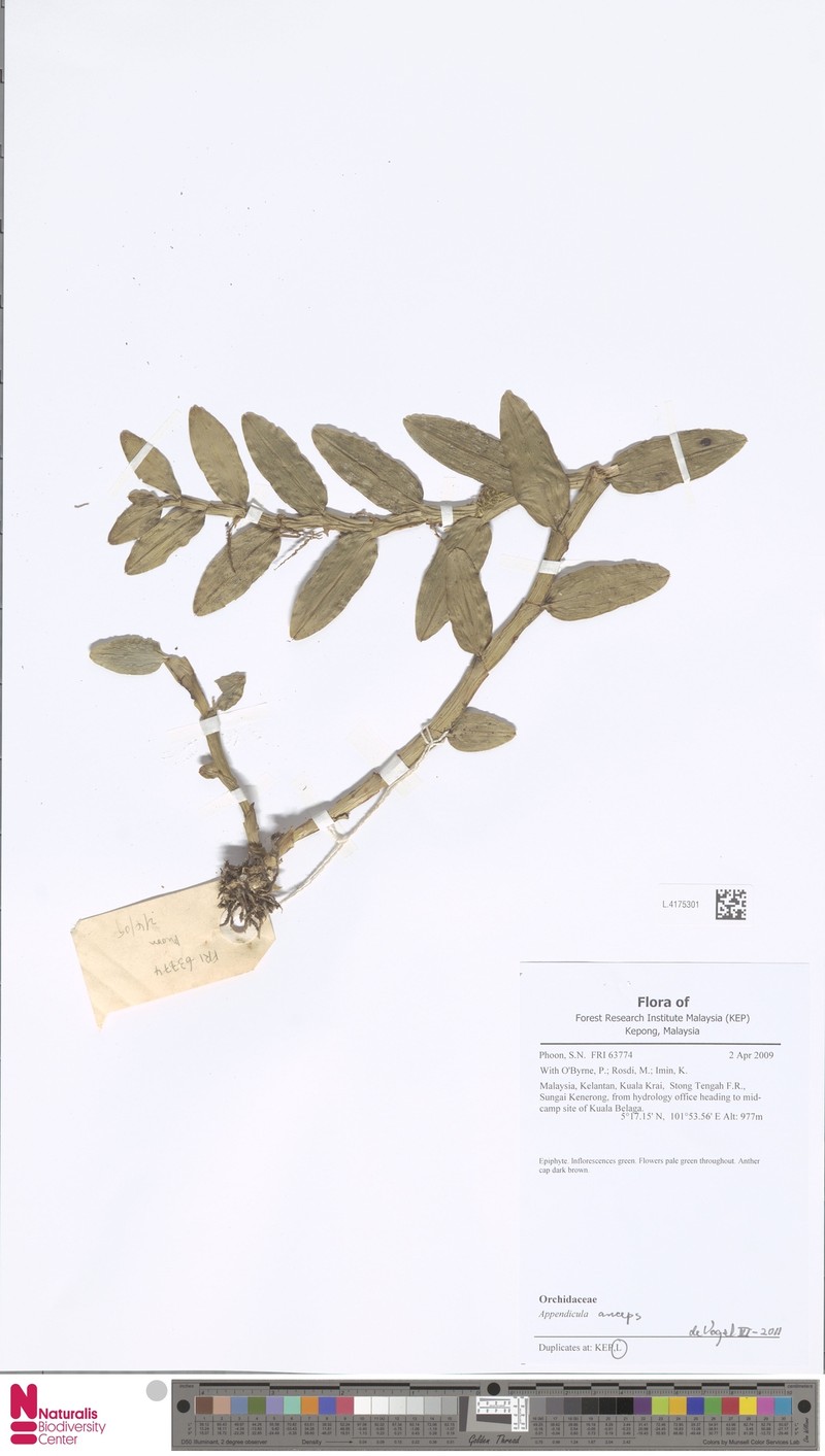 Appendicula anceps
