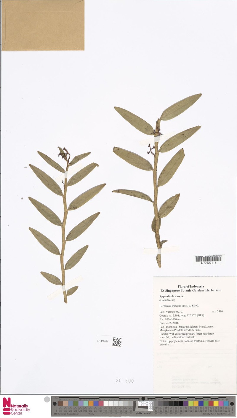 Appendicula anceps photo 2