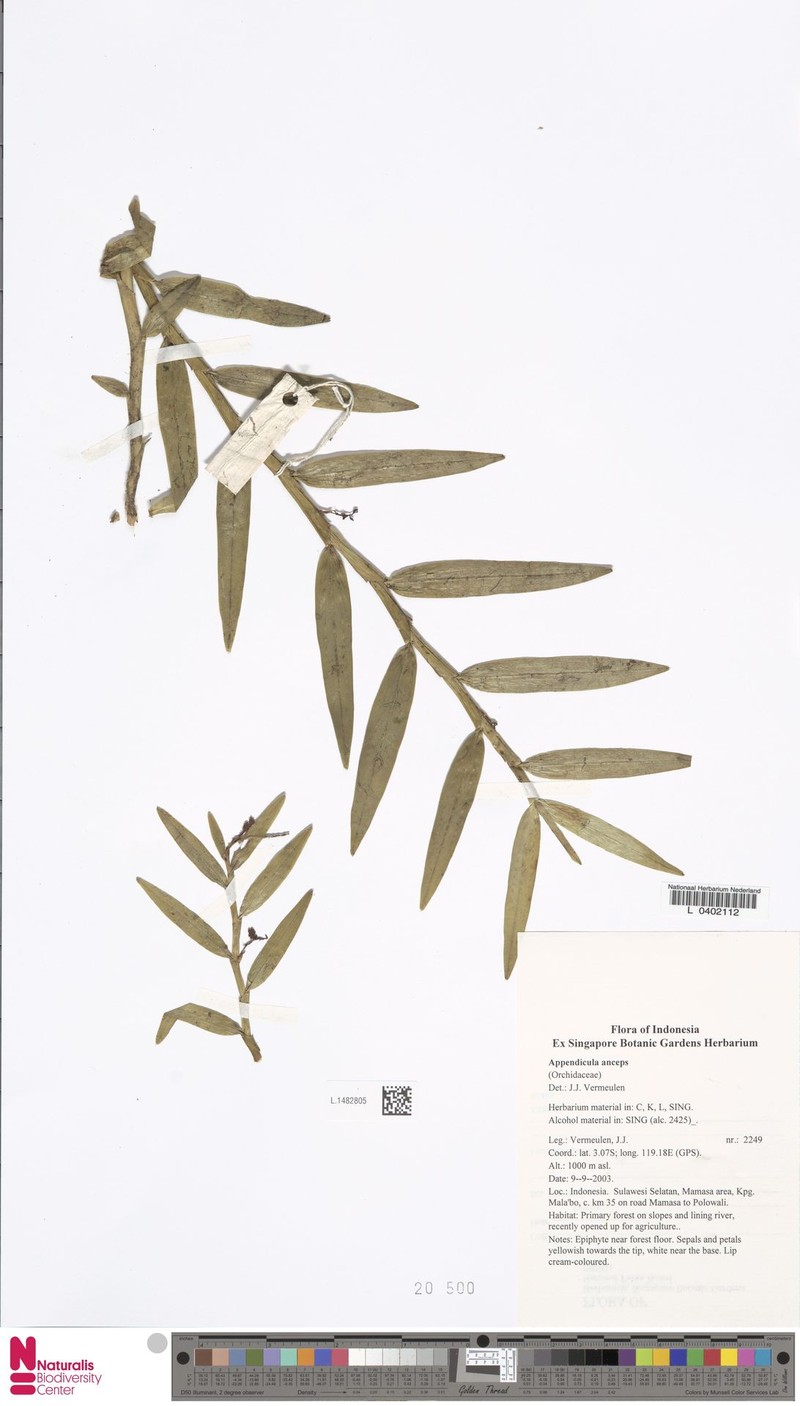 Appendicula anceps photo 3