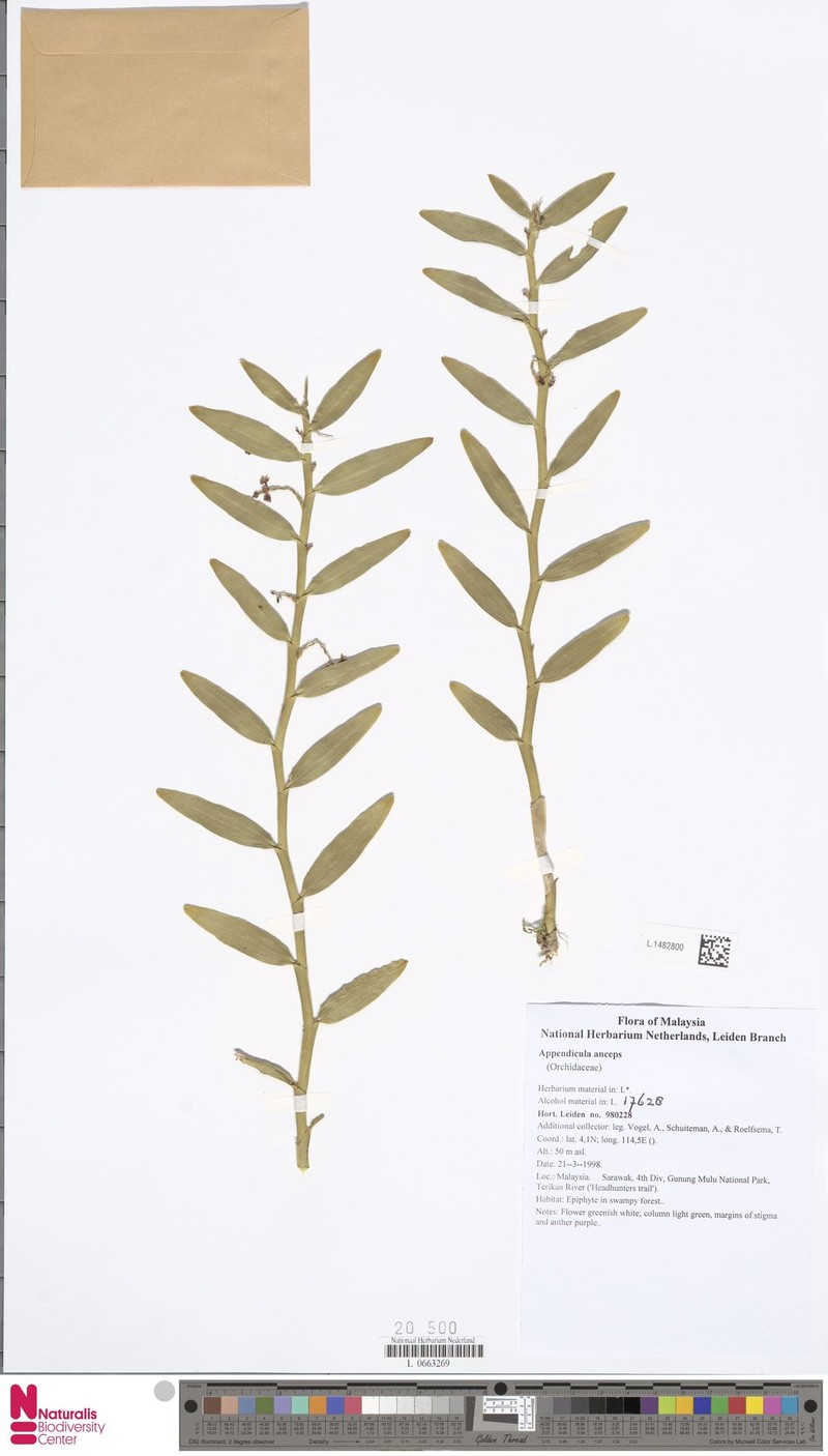 Appendicula anceps photo 4