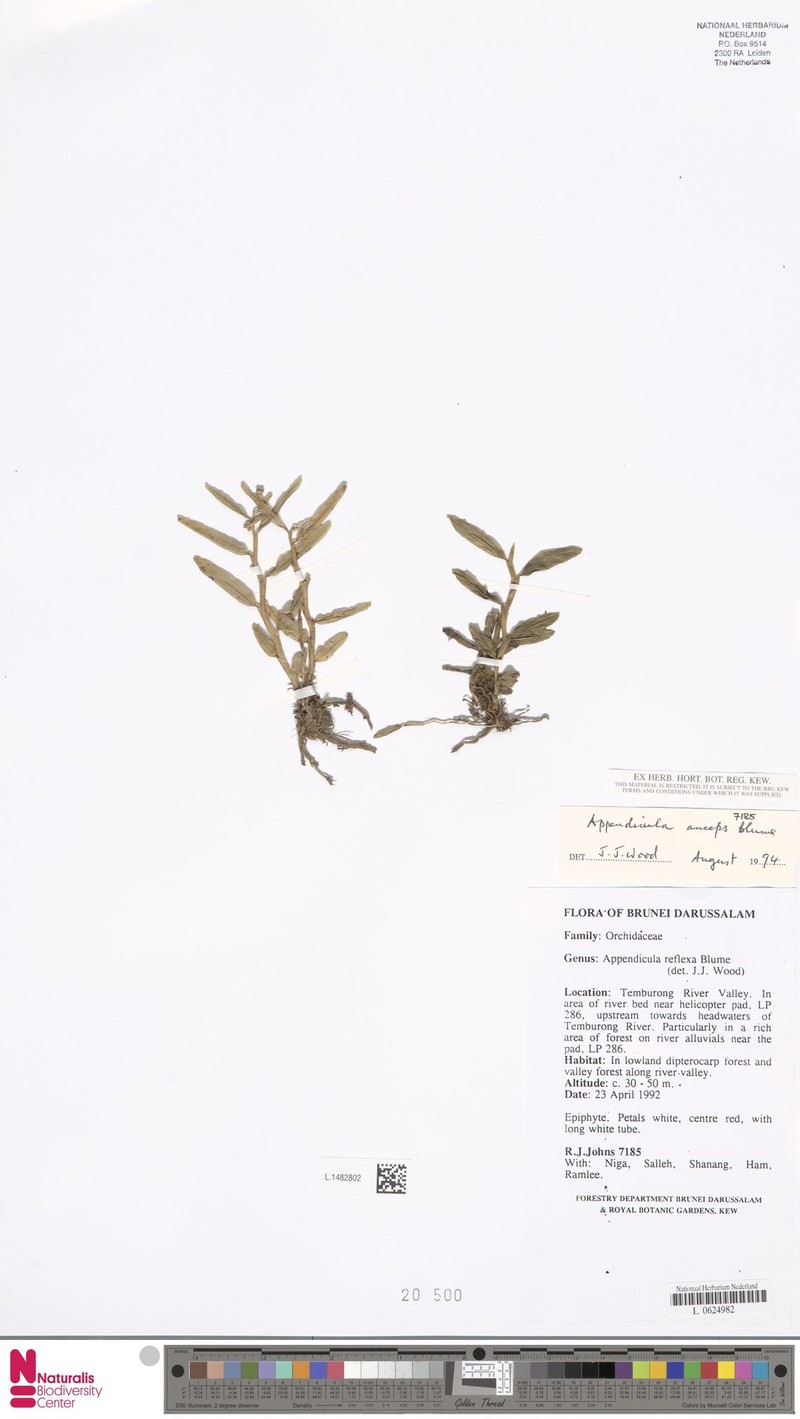 Appendicula anceps photo 5