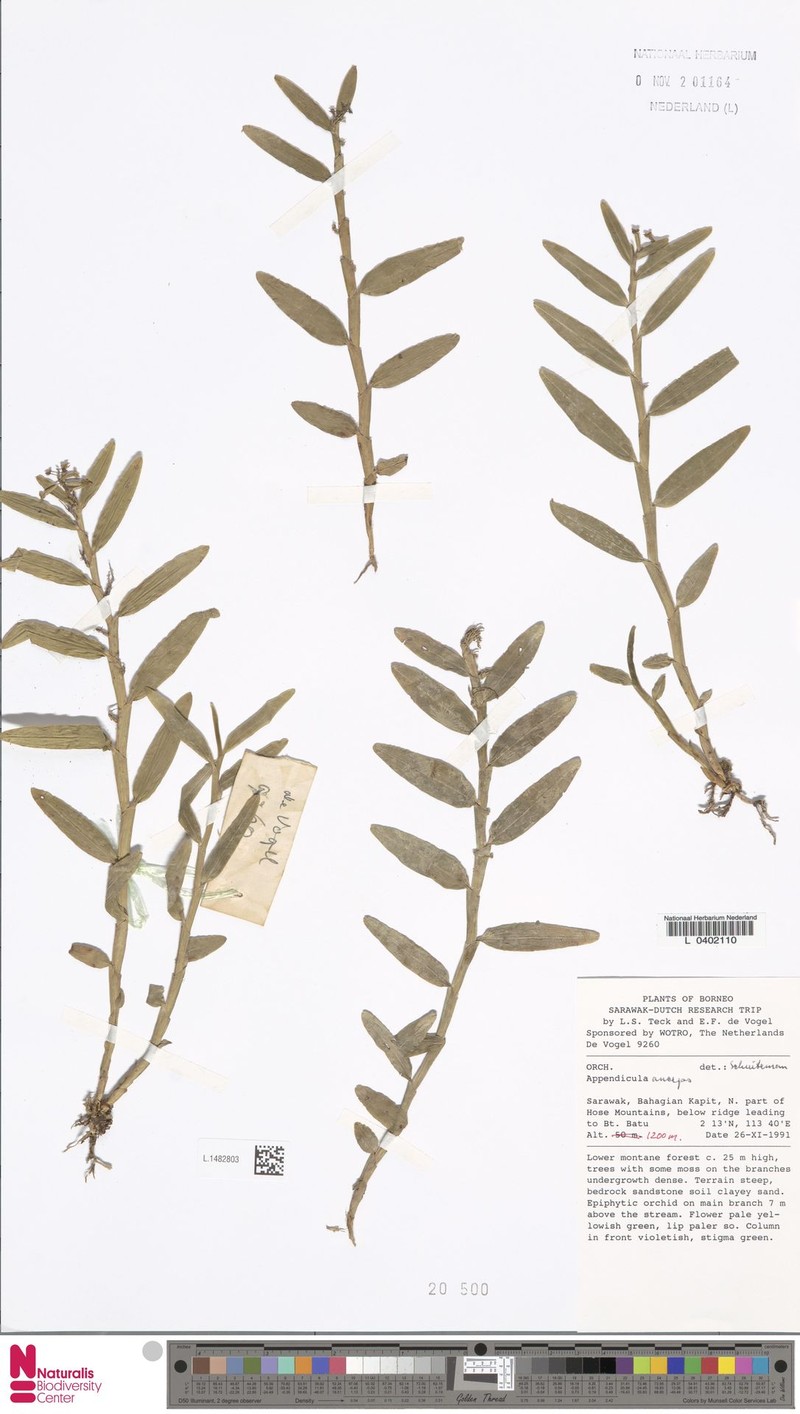 Appendicula anceps photo 6
