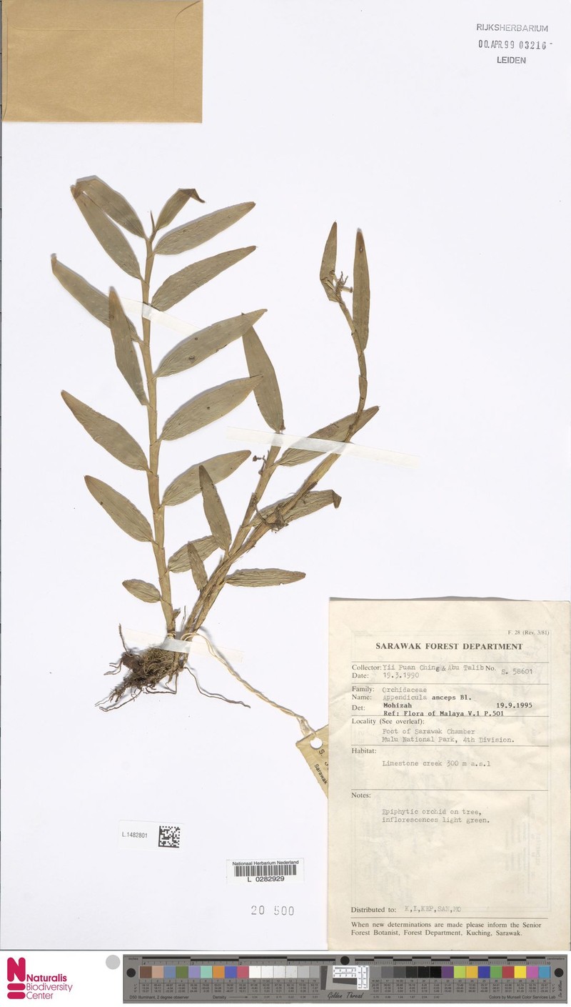 Appendicula anceps photo 7