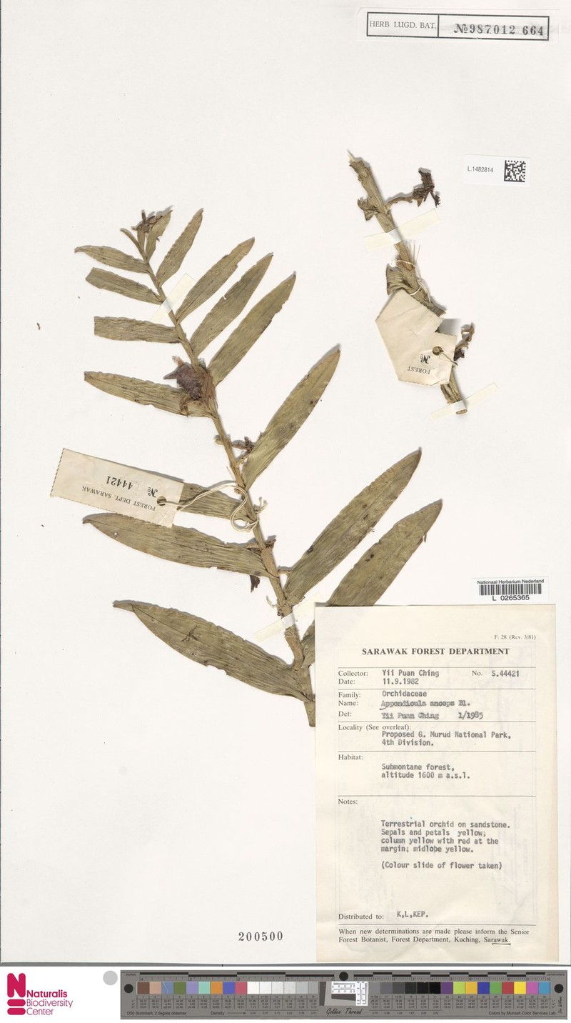 Appendicula anceps photo 8