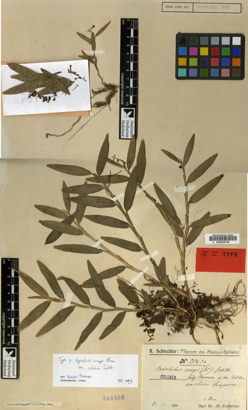 Appendicula anceps var. celebica