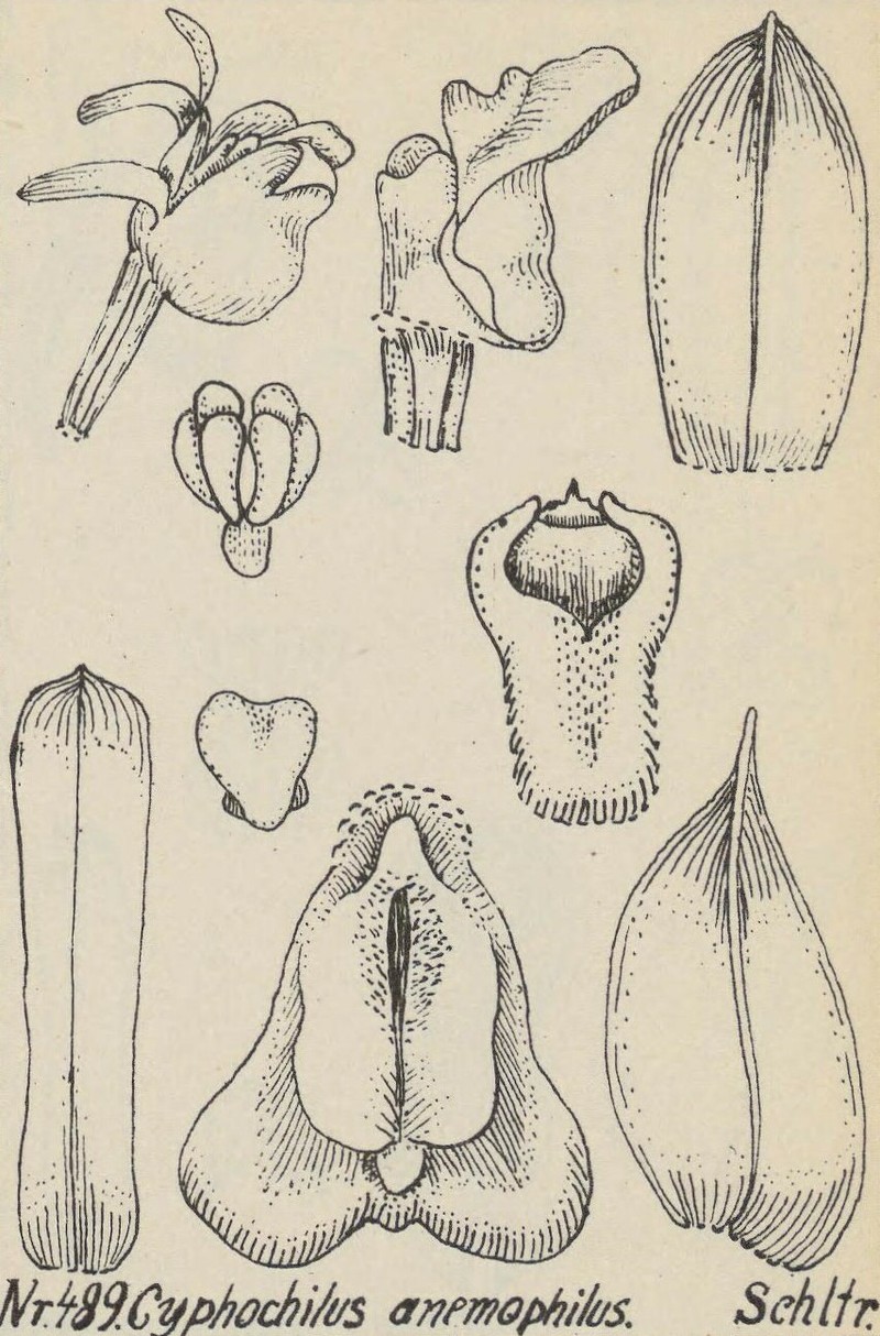 Appendicula anemophila