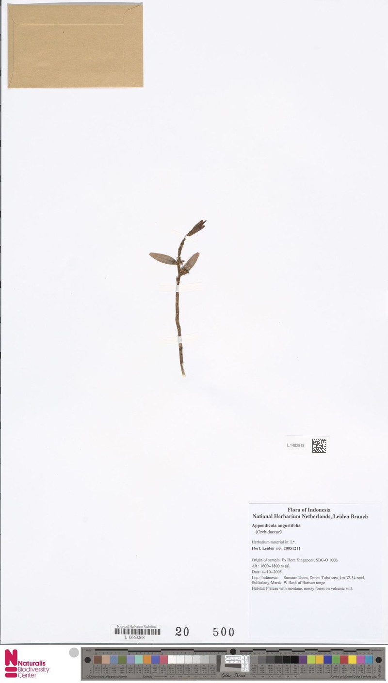Appendicula angustifolia