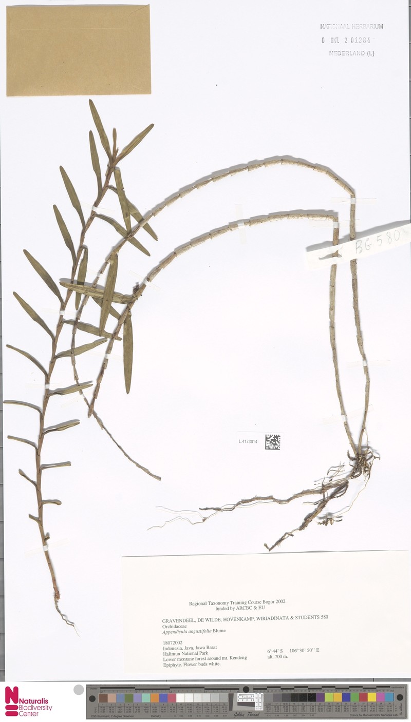 Appendicula angustifolia photo 2