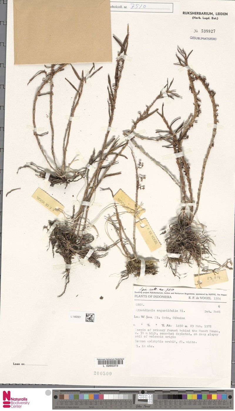 Appendicula angustifolia photo 3