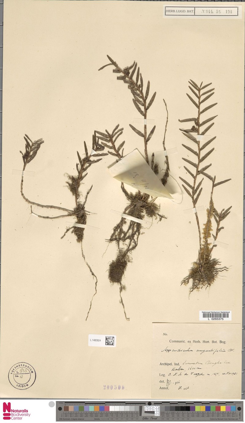 Appendicula angustifolia photo 4