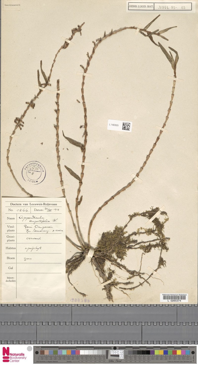 Appendicula angustifolia photo 5