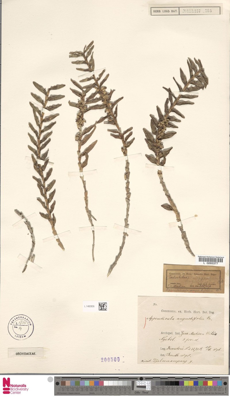 Appendicula angustifolia photo 6