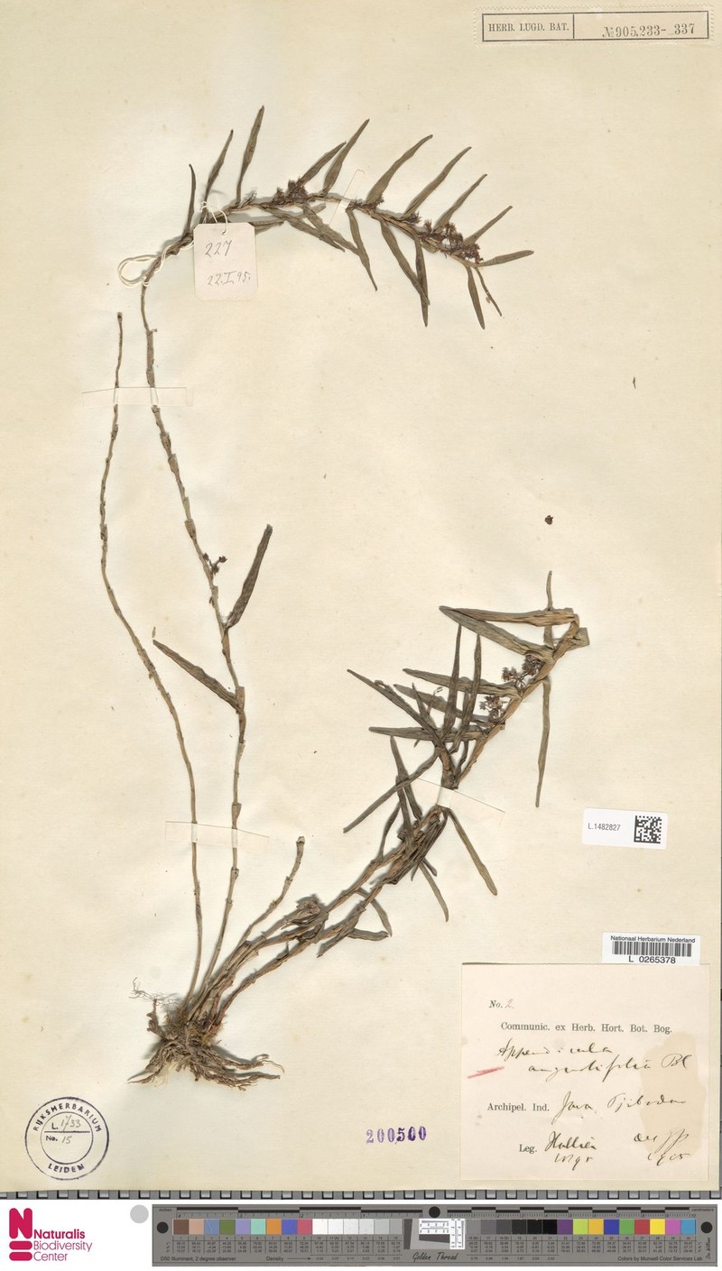Appendicula angustifolia photo 7