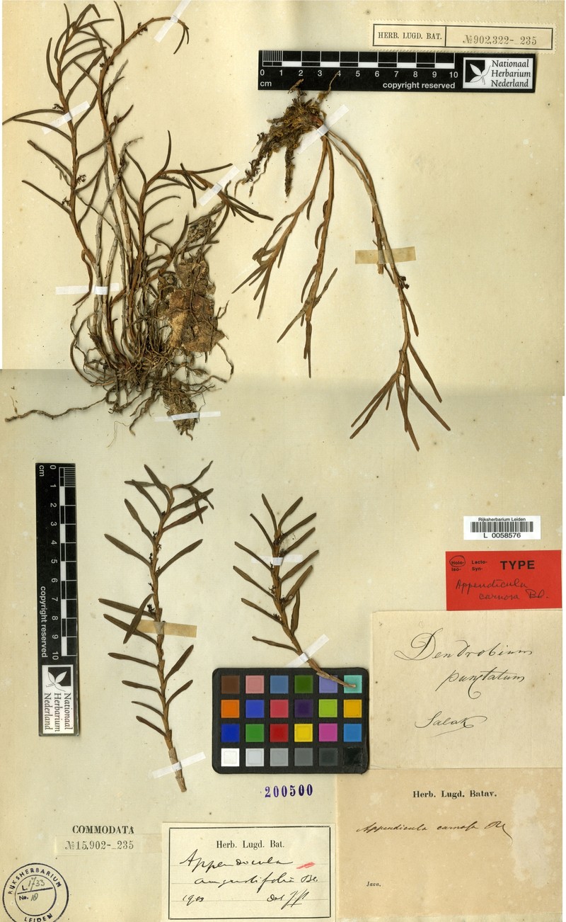 Appendicula angustifolia photo 8