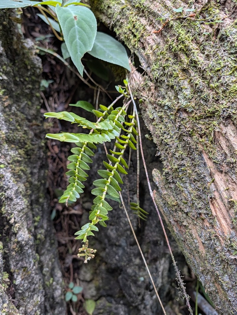 Appendicula annamensis