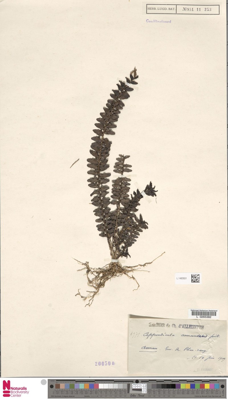 Appendicula annamensis