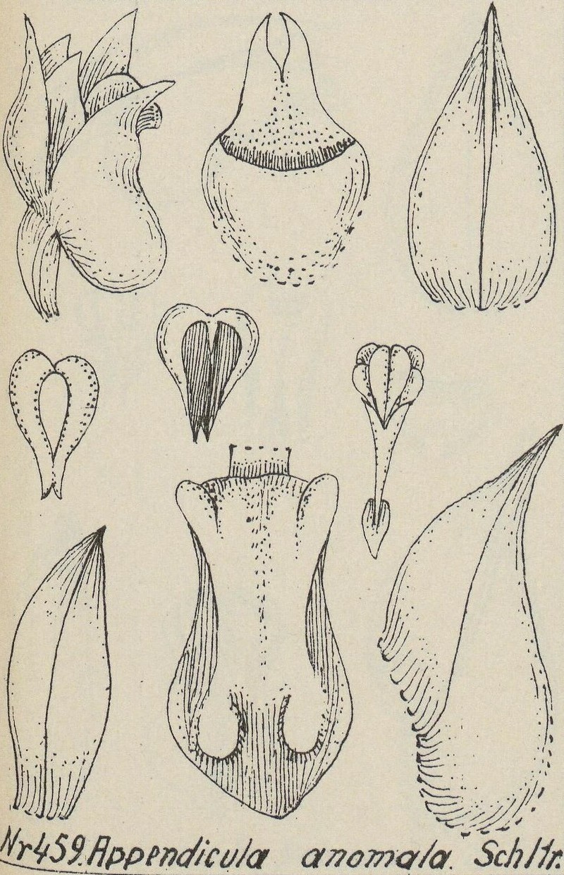 Appendicula anomala