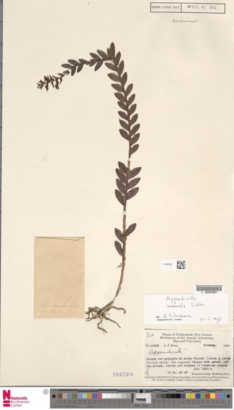 Appendicula anomala