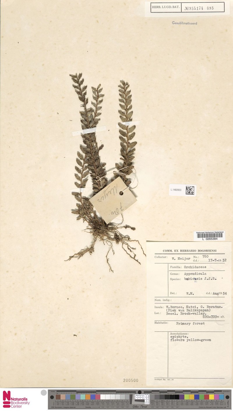 Appendicula babiensis