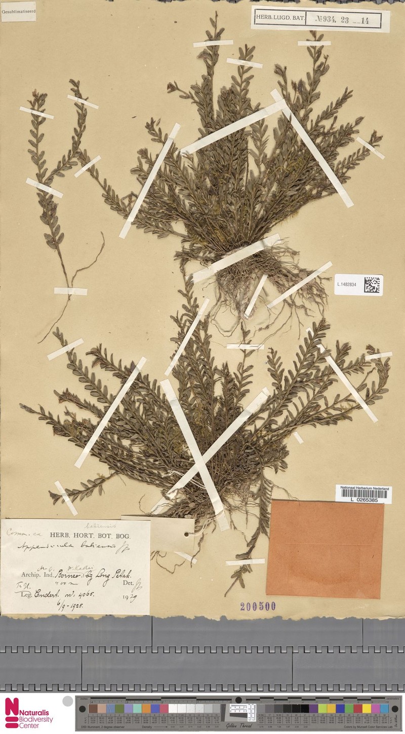 Appendicula babiensis photo 2