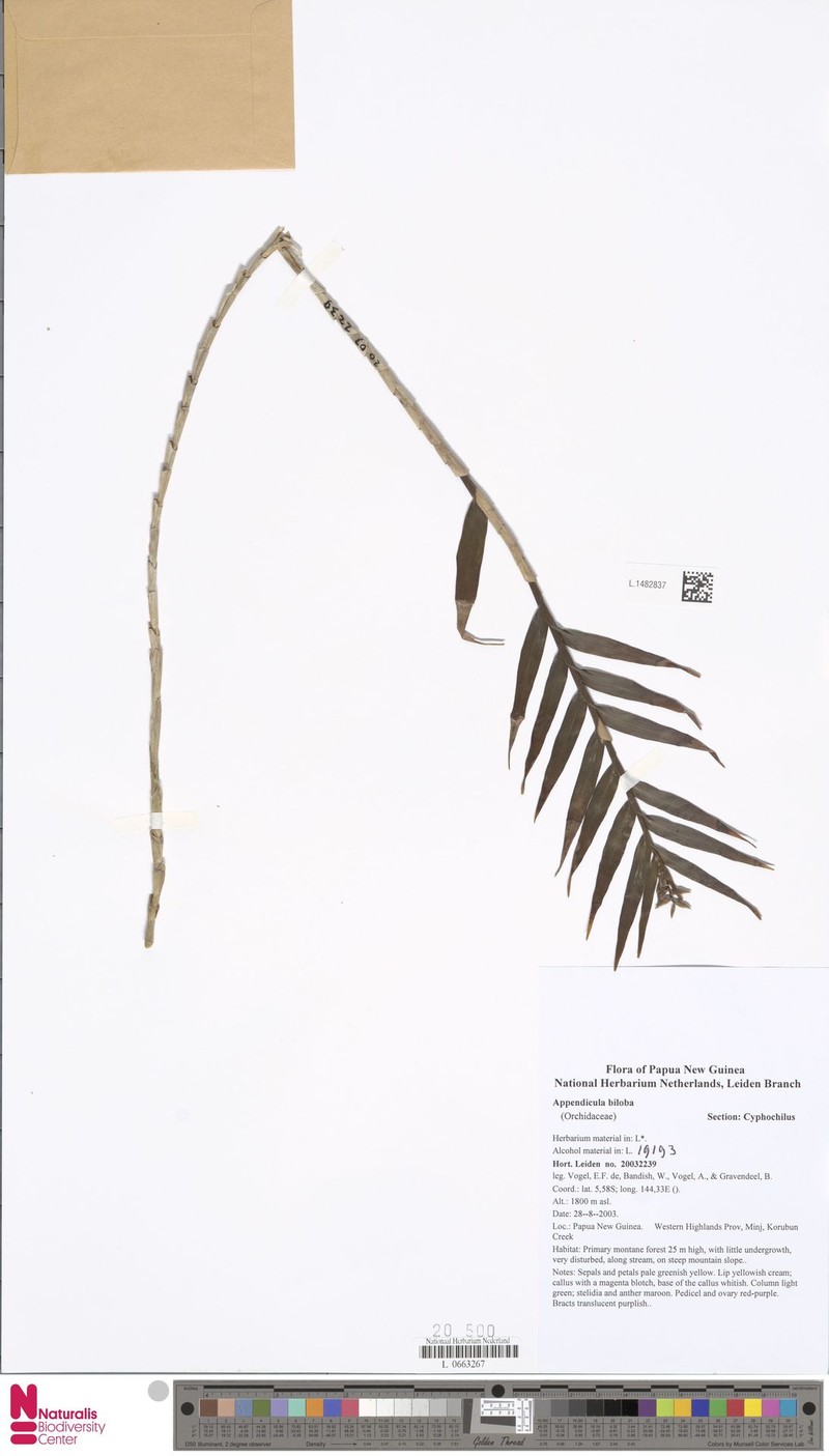 Appendicula biloba