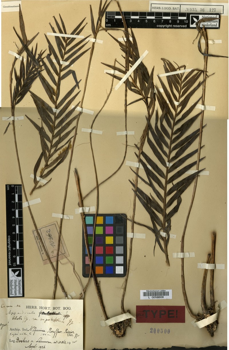 Appendicula biloba photo 2