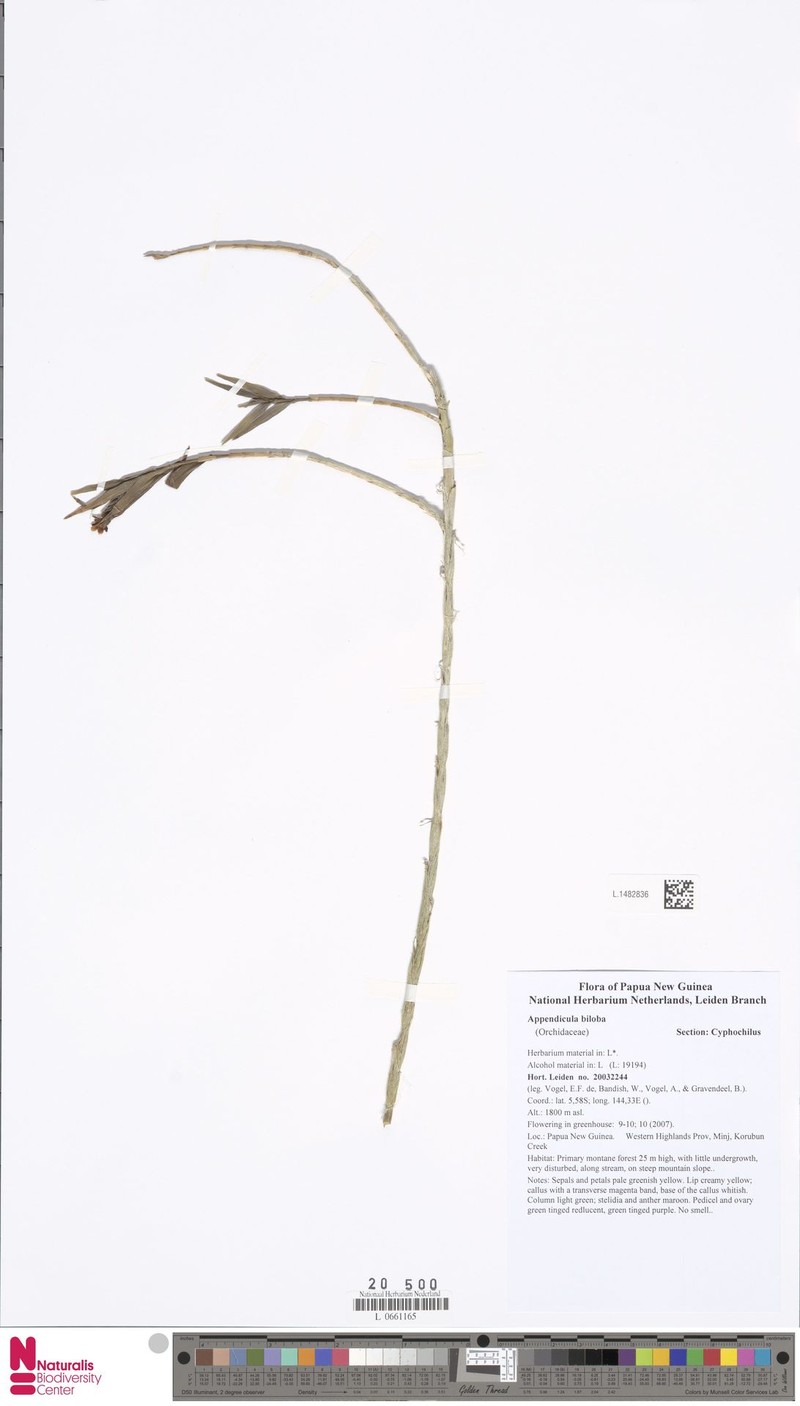 Appendicula biloba photo 3