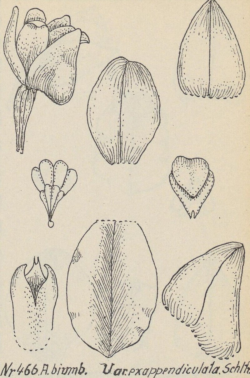 Appendicula biumbonata