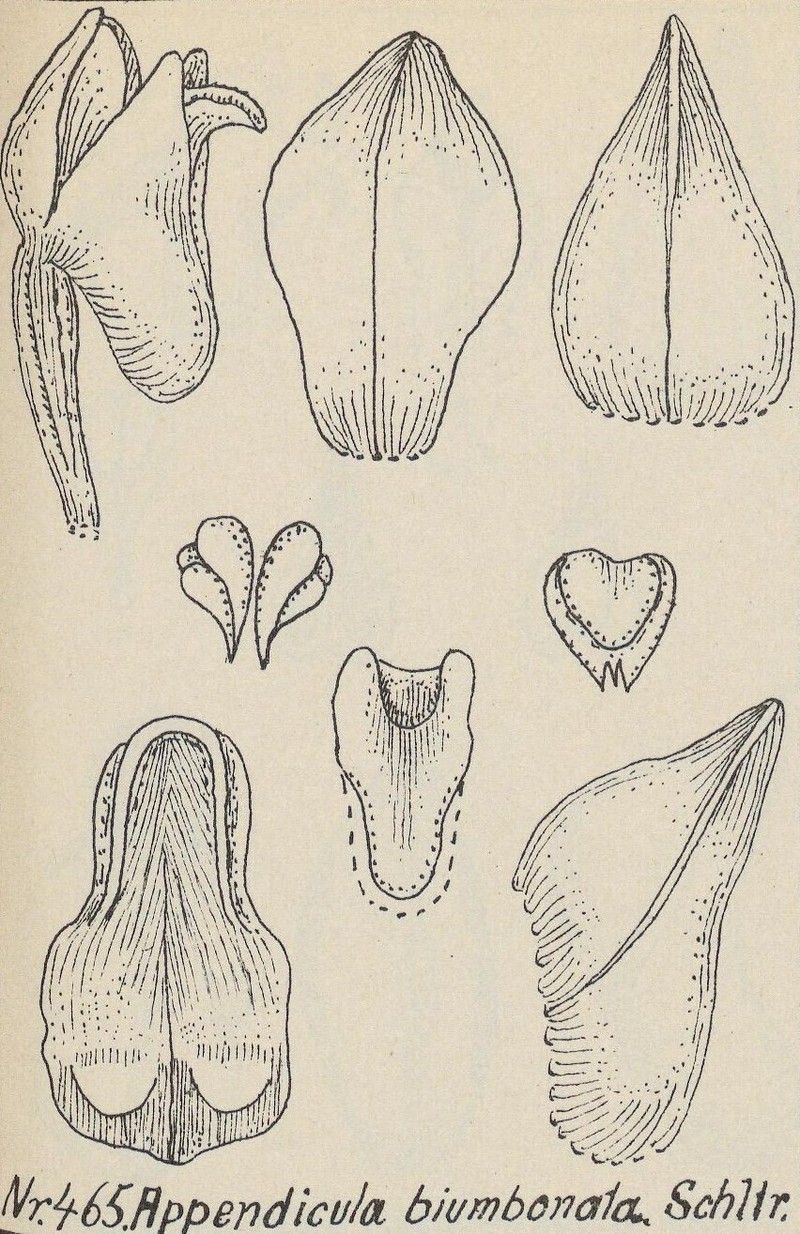 Appendicula biumbonata photo 2