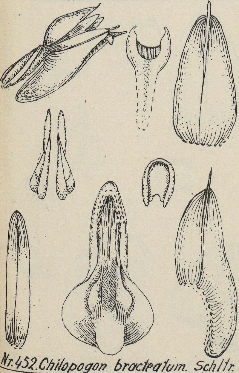 Appendicula bracteata