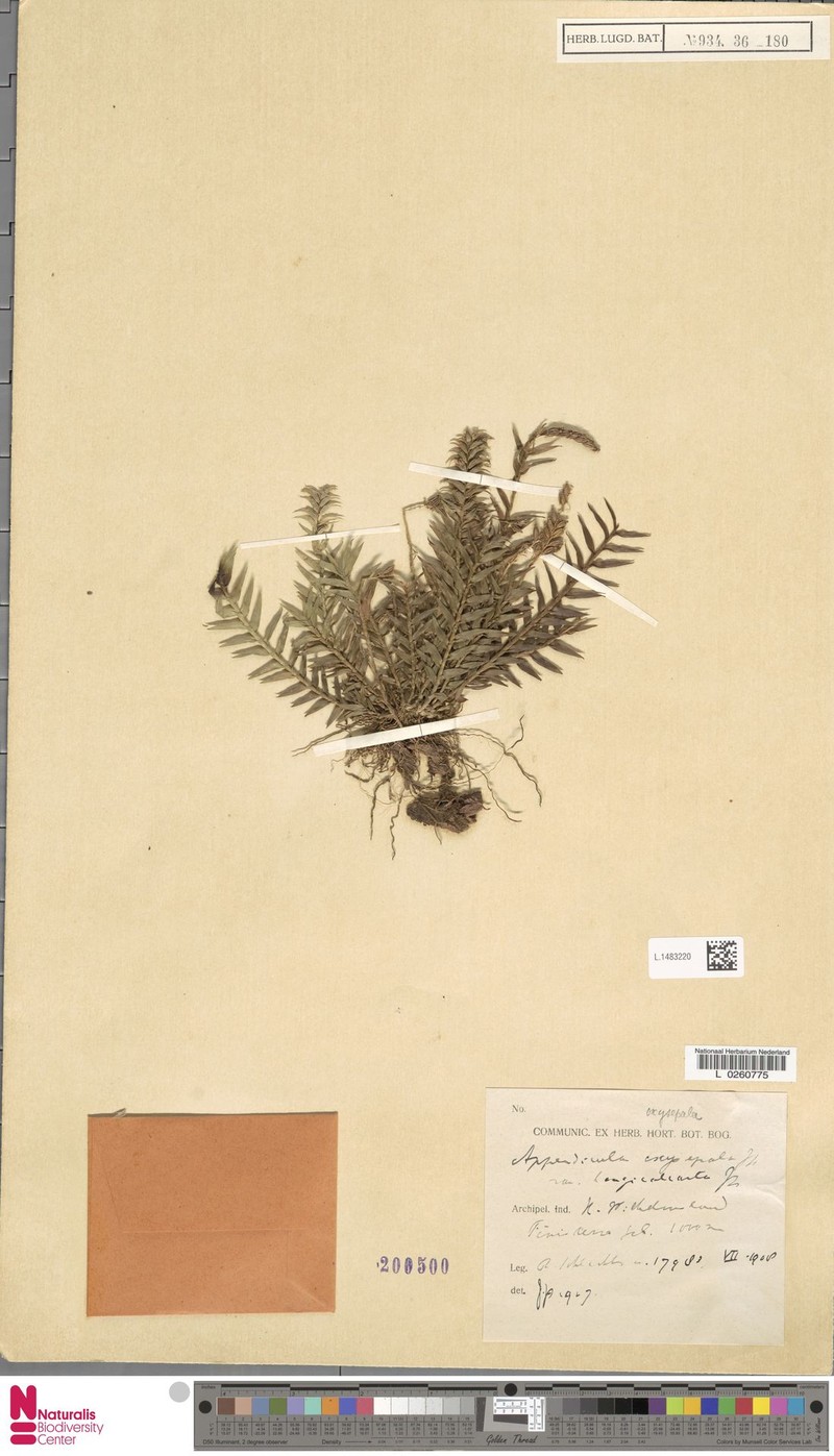 Appendicula bracteata