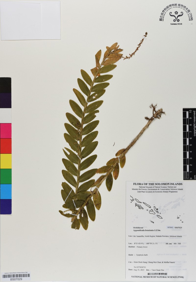 Appendicula bracteosa