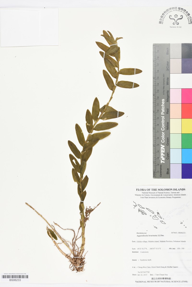 Appendicula bracteosa photo 2