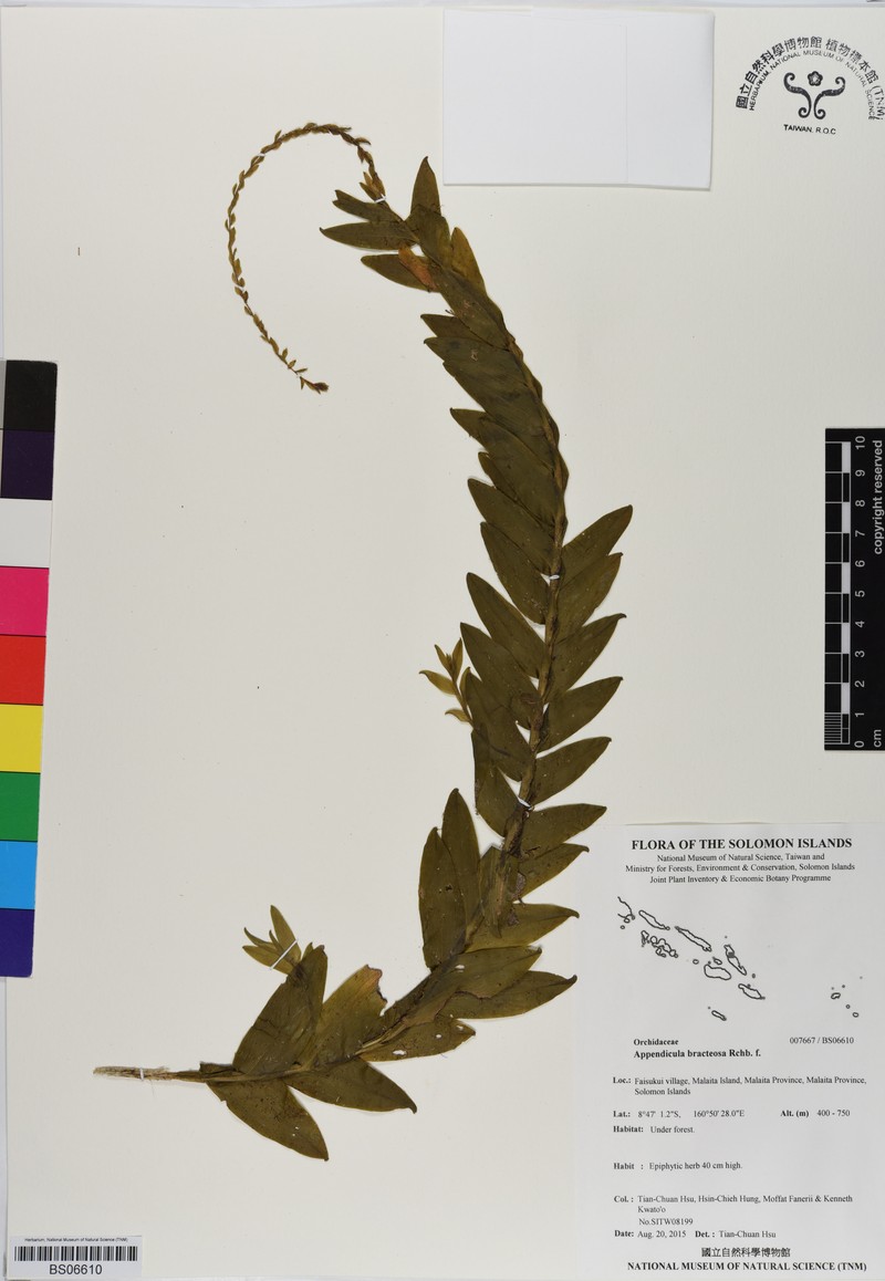 Appendicula bracteosa photo 3