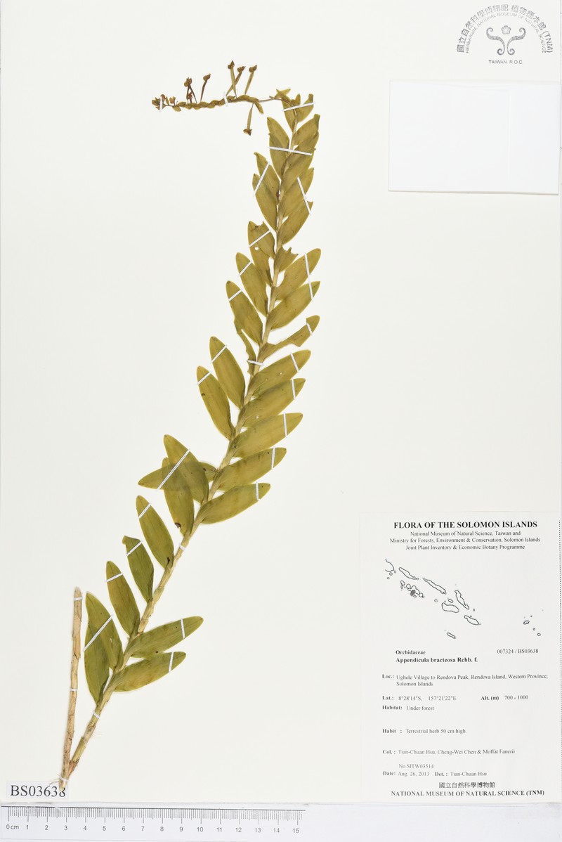 Appendicula bracteosa photo 4