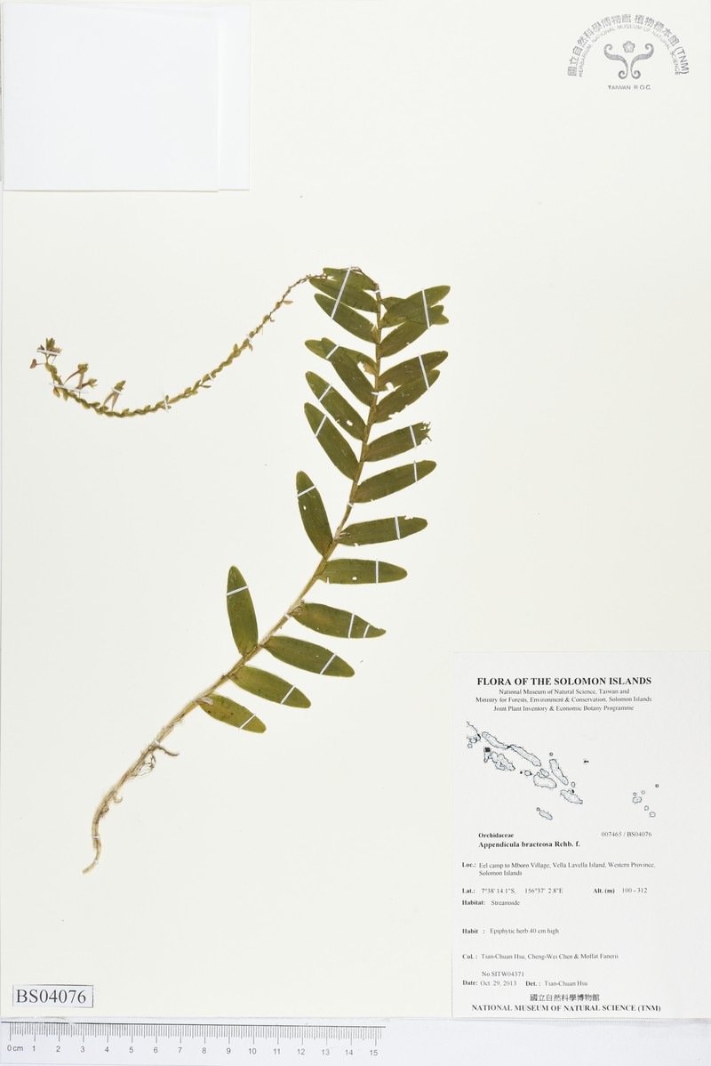 Appendicula bracteosa photo 5