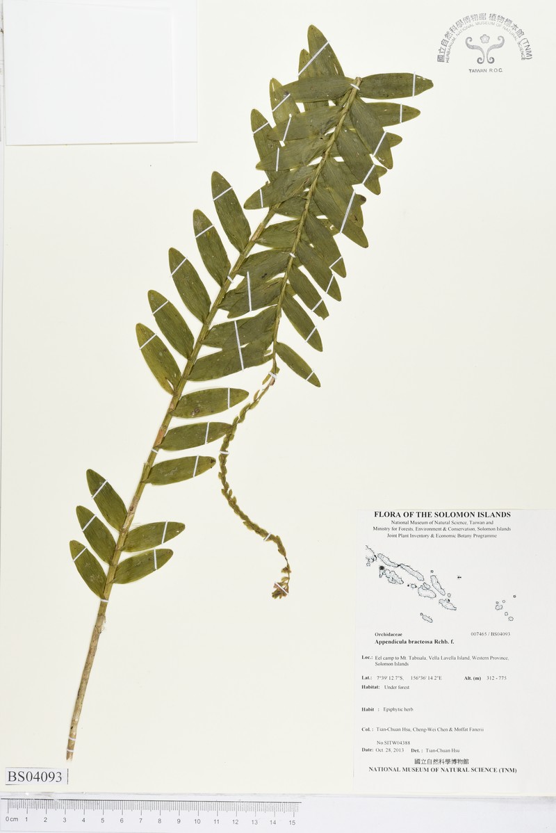 Appendicula bracteosa photo 6