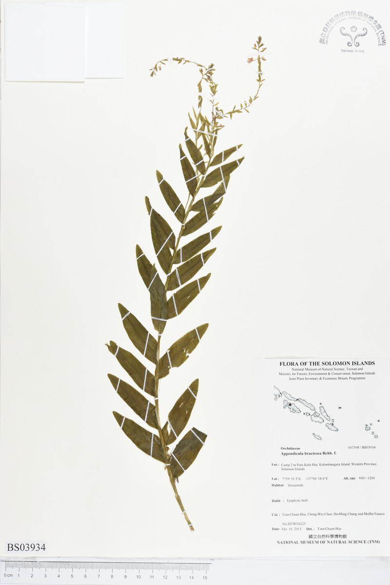 Appendicula bracteosa photo 7