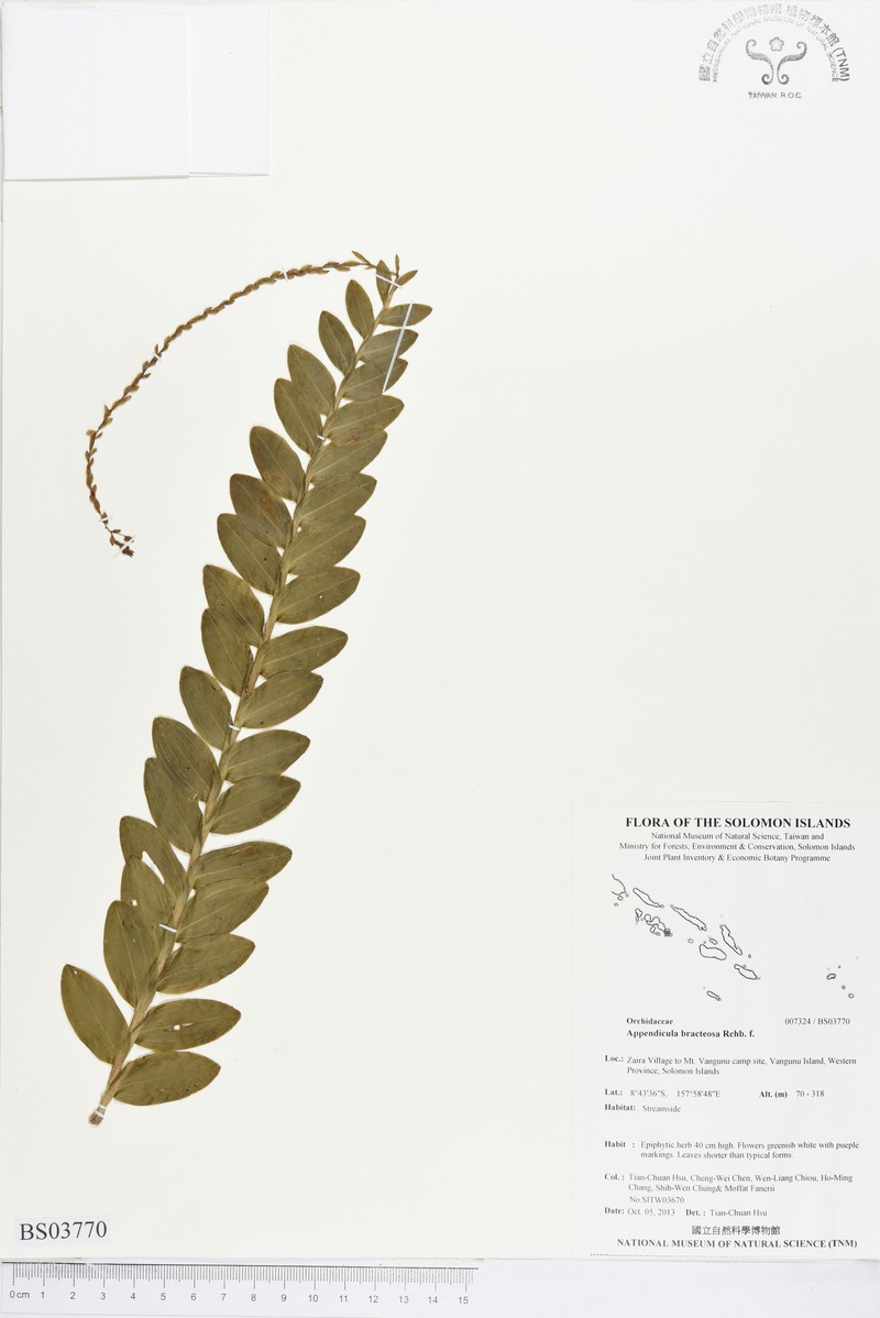 Appendicula bracteosa photo 8