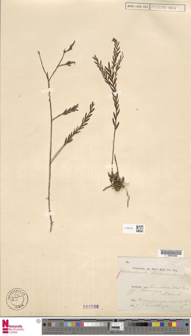 Appendicula brevimentum