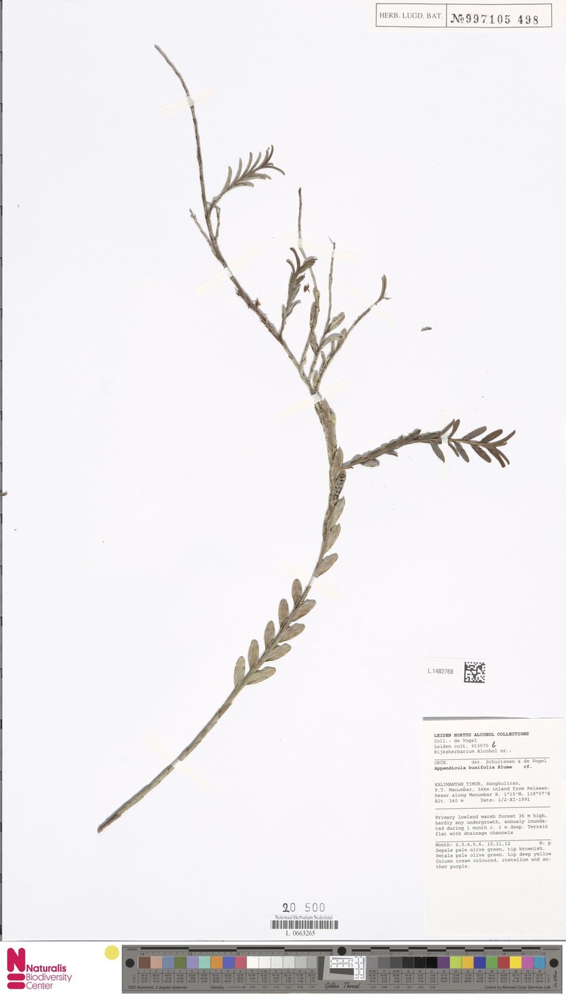 Appendicula buxifolia