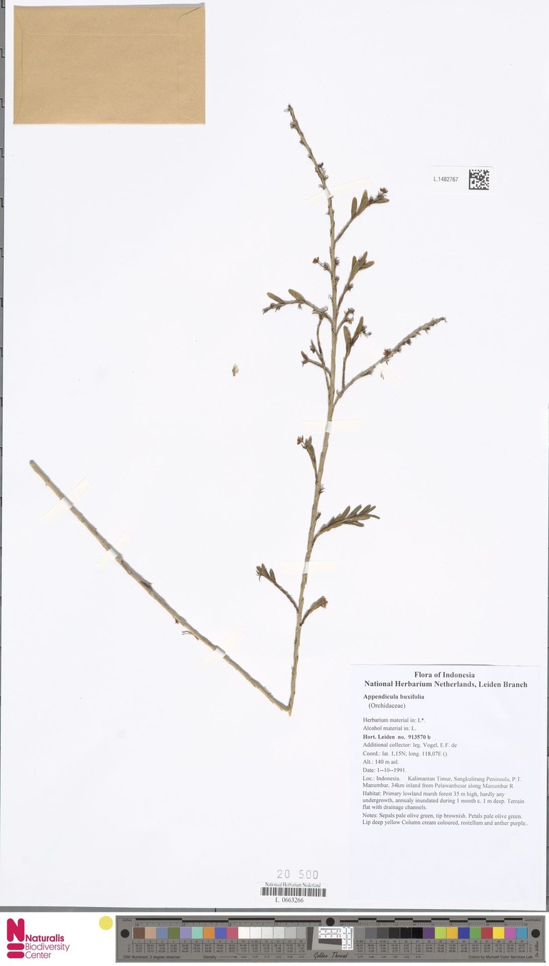 Appendicula buxifolia photo 2