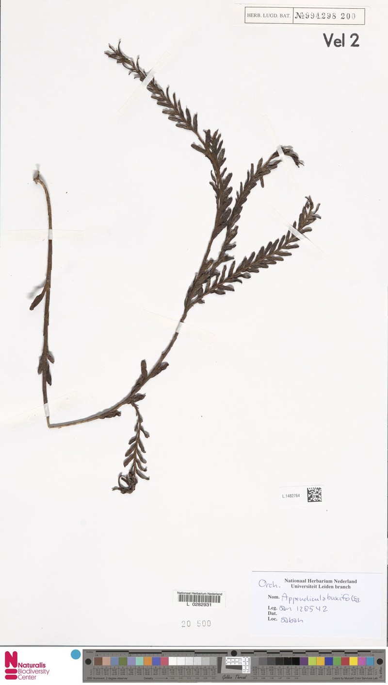 Appendicula buxifolia photo 3
