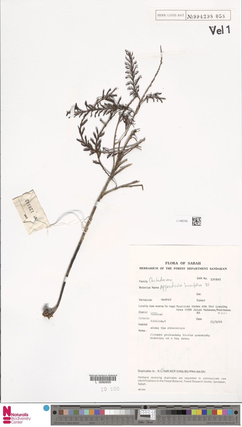 Appendicula buxifolia photo 4
