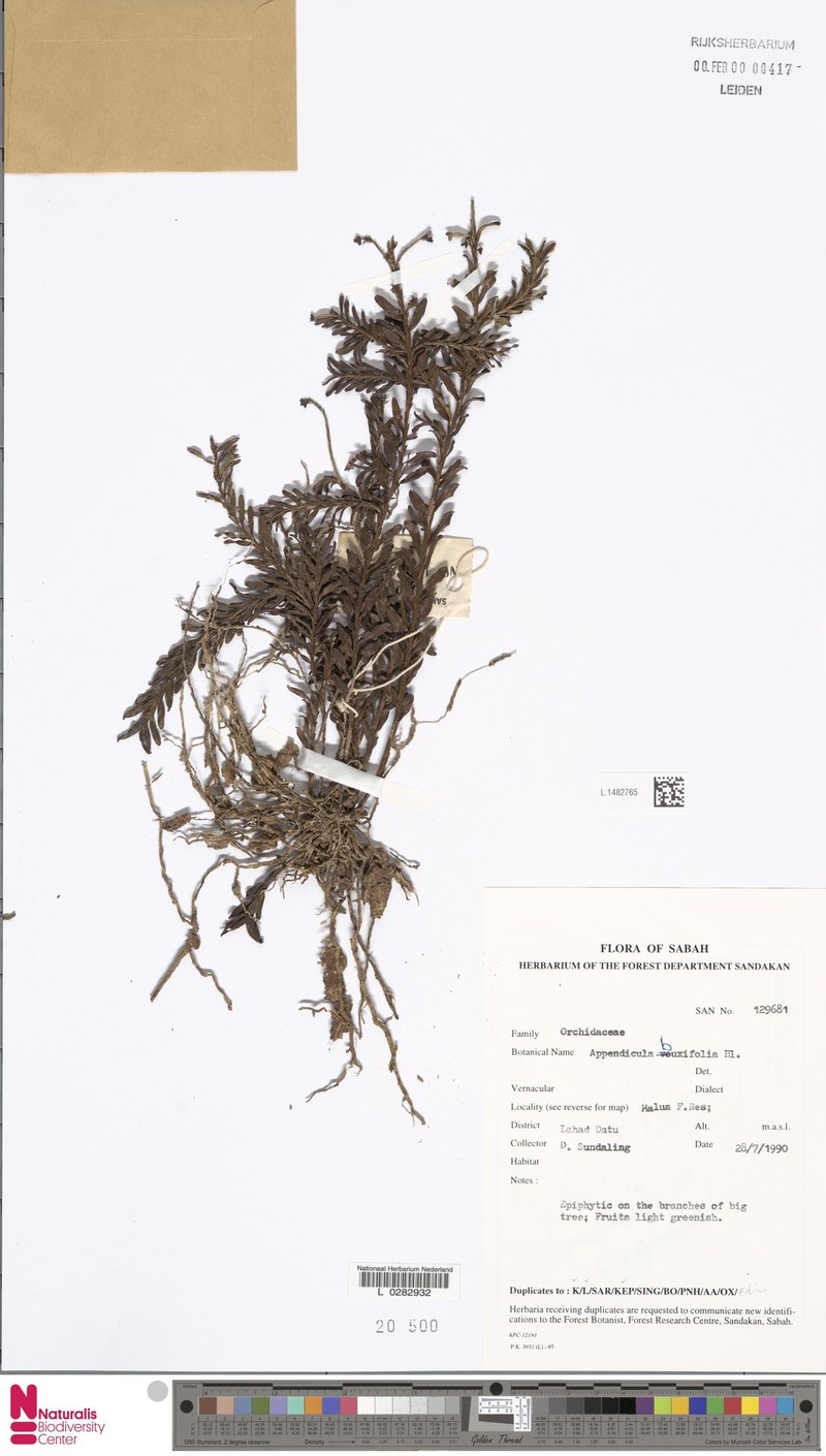 Appendicula buxifolia photo 5
