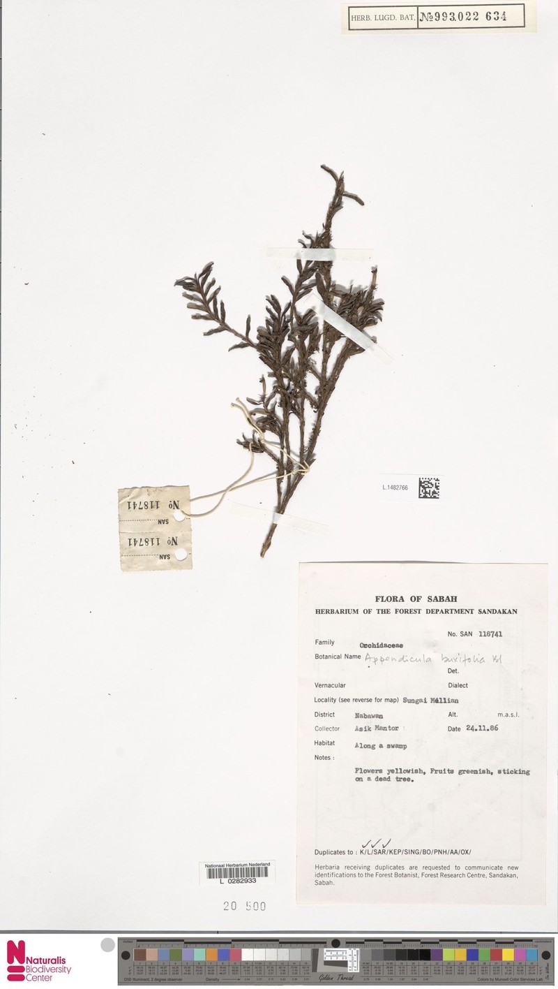 Appendicula buxifolia photo 6