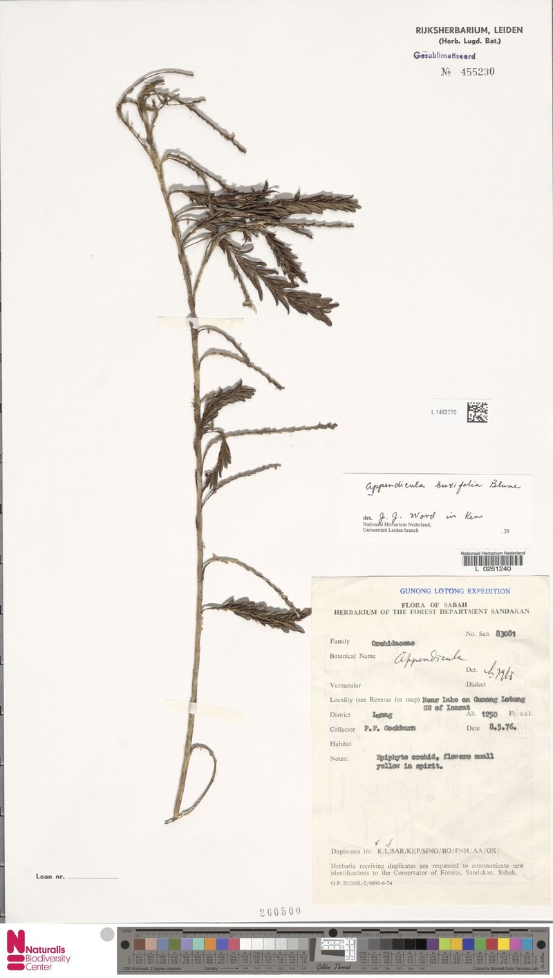 Appendicula buxifolia photo 7