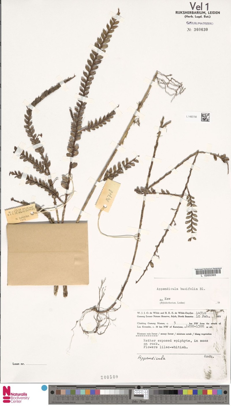 Appendicula buxifolia photo 8
