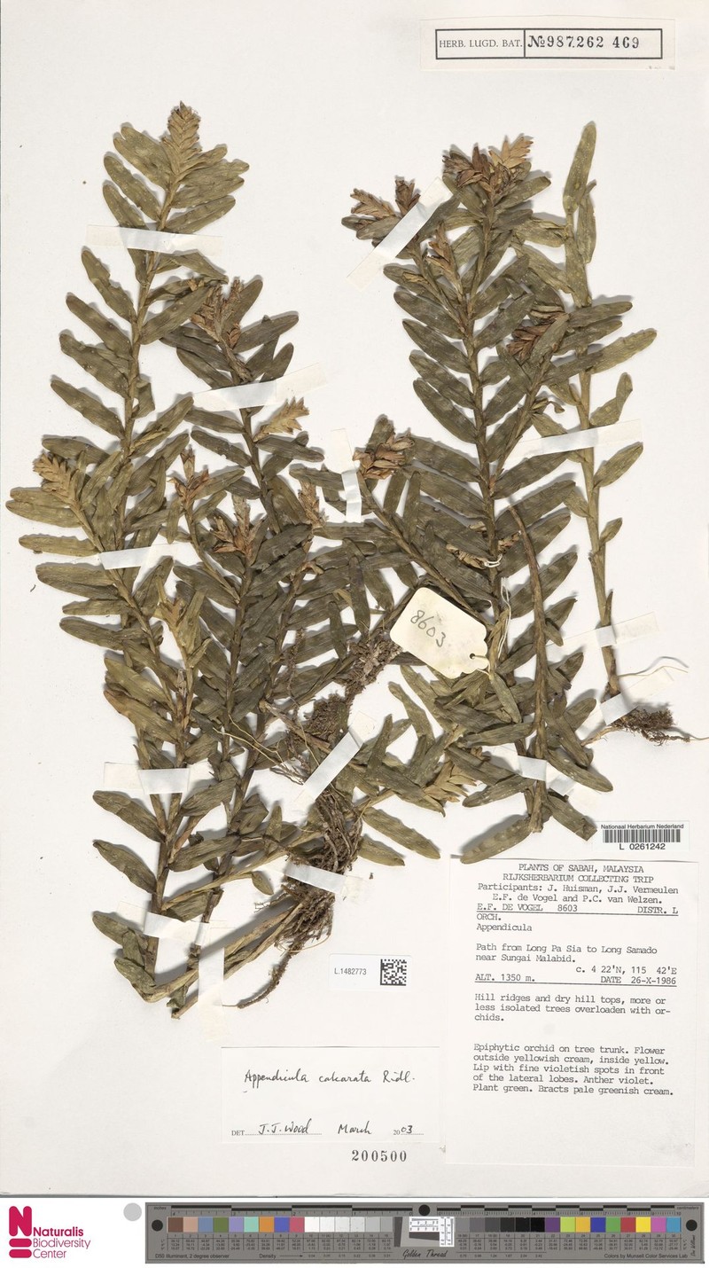 Appendicula calcarata